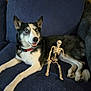dog, husky, blue_eyes, couch, indoor, pet, plastic_skeleton, toy, black_and_white_fur, collar, relaxed, seated, furniture, playful, animal, companion, home, cute, alert, resting