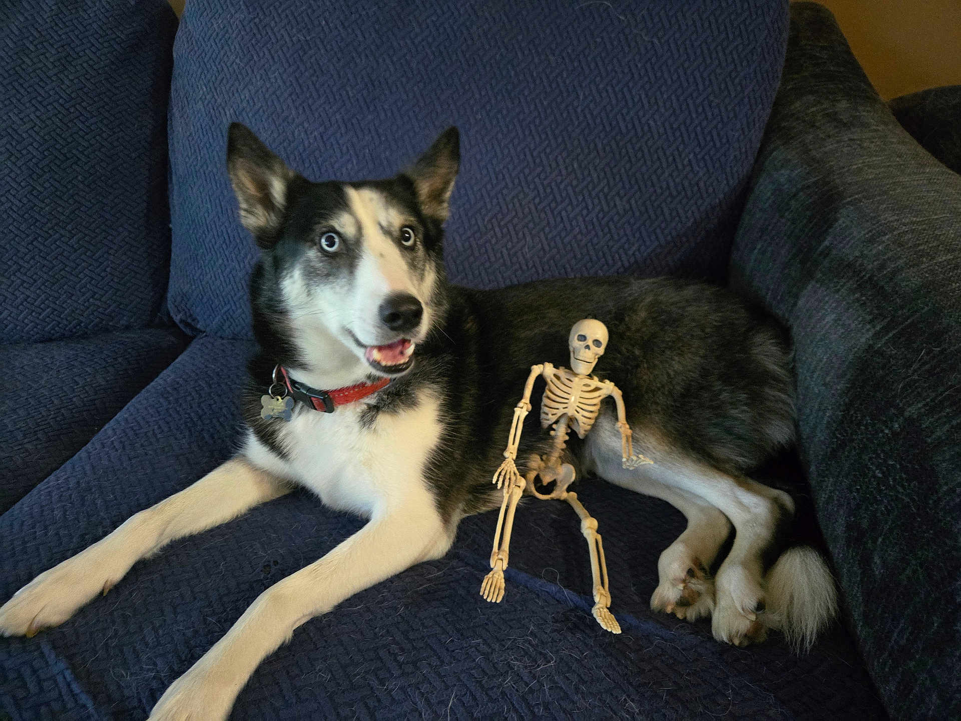 Tesla is registered to the contest to win money with this photo: dog, husky, blue_eyes, couch, indoor, pet, plastic_skeleton, toy, black_and_white_fur, collar, relaxed, seated, furniture, playful, animal, companion, home, cute, alert, resting