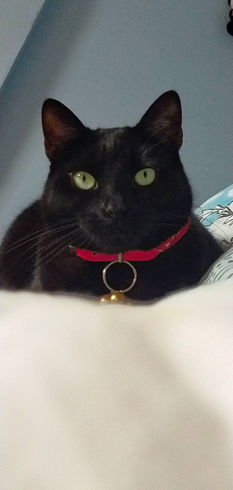 Sara a rejoint le concours — aidez-le/la à gagner de superbes lots ! black_cat, bombay, carmine, carnivore, cat, collar, domestic_short_haired_cat, felidae, fur, pet_supply, small_to_medium_sized_cats, snout, terrestrial_animal, whiskers