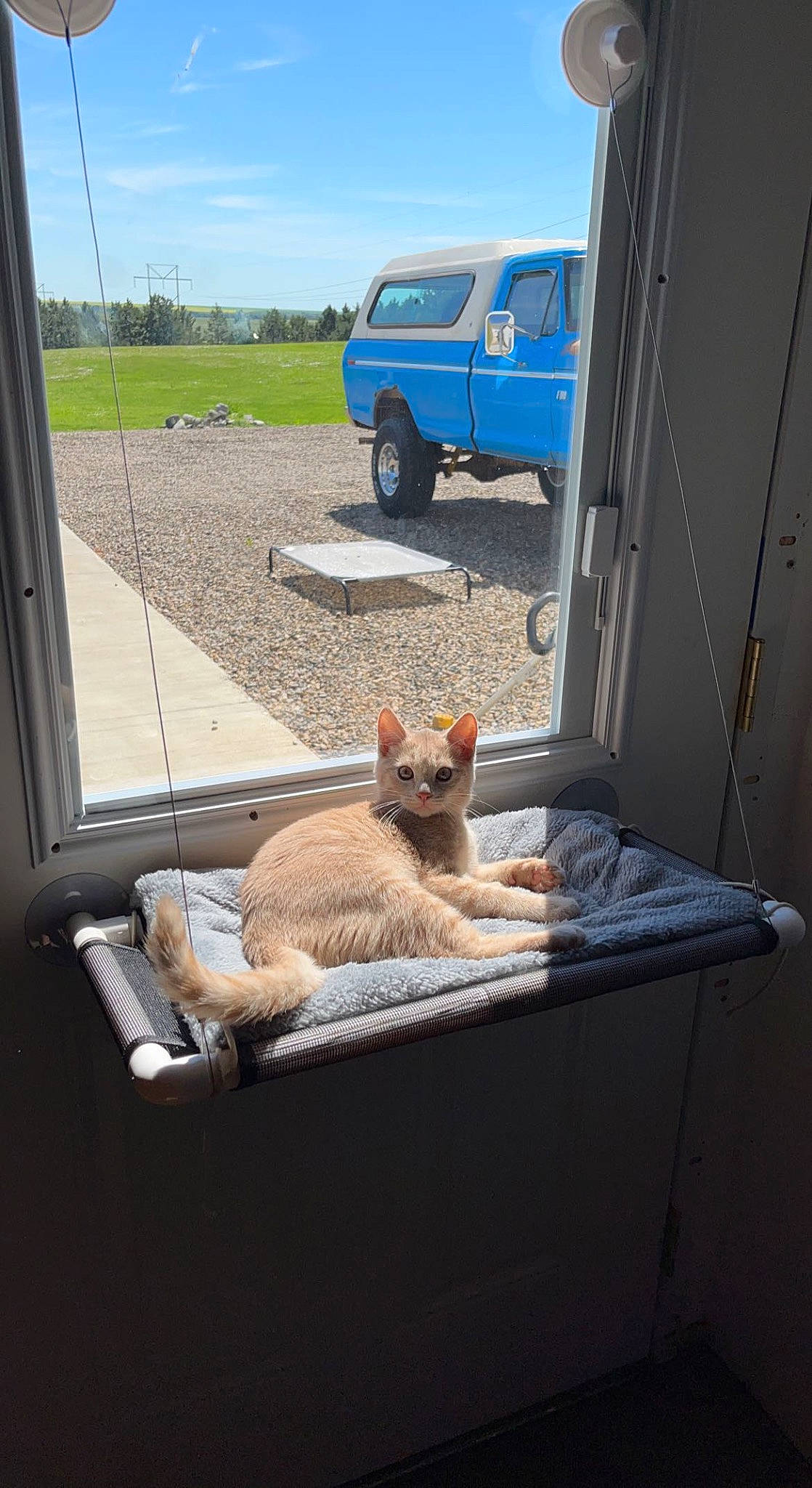 Frito is registered to the contest to win money with this photo: automotive_exterior, automotive_lighting, automotive_tire, car, carnivore, cat, door, fawn, felidae, fender, hood, motor_vehicle, plant, sky, small_to_medium_sized_cats, tire, vehicle, vehicle_door, wheel, whiskers