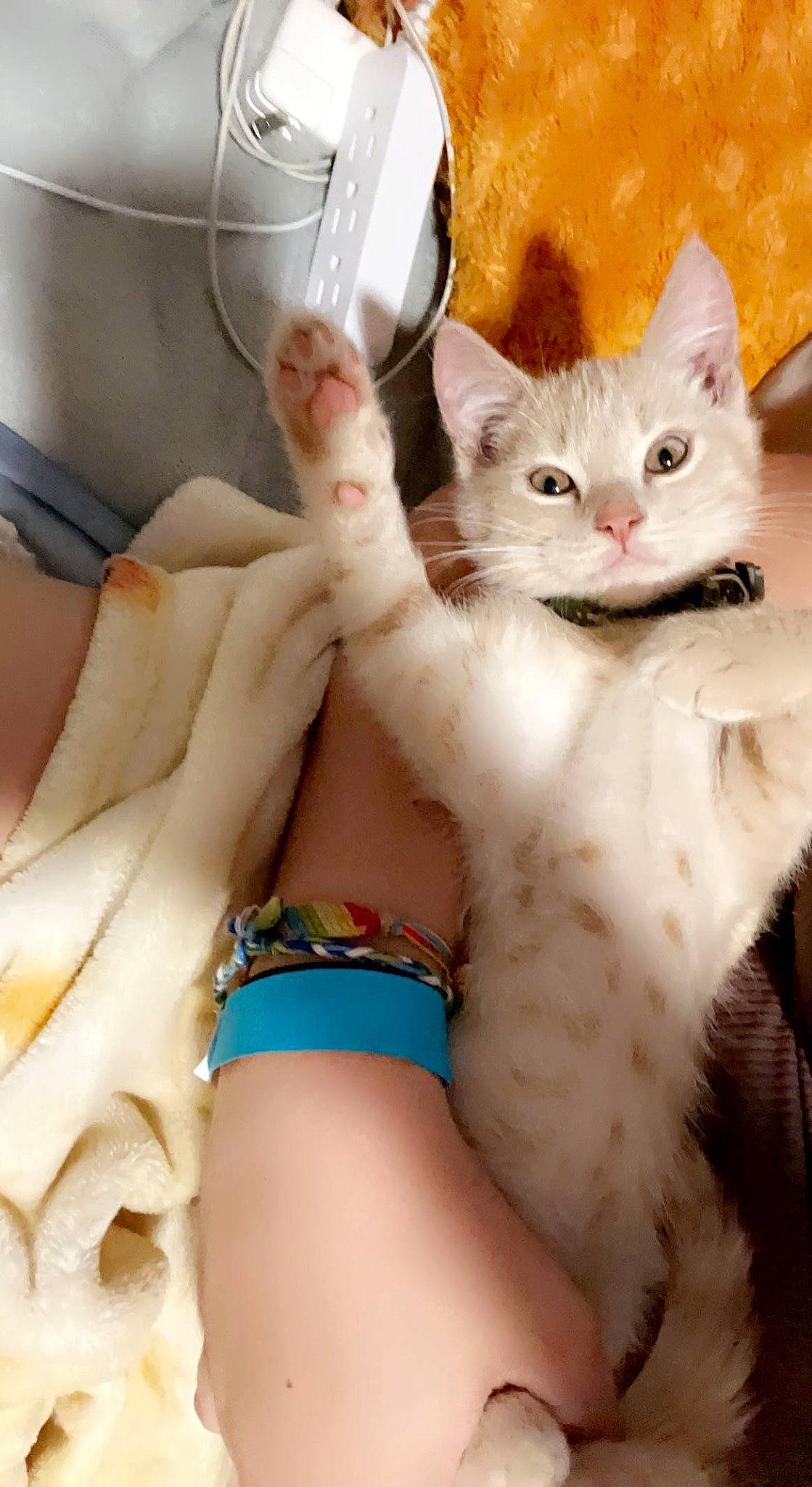 Frito is registered to the contest to win money with this photo: carnivore, cat, chest, claw, comfort, domestic_short_haired_cat, fawn, felidae, foot, fur, gesture, human_leg, nail, paw, small_to_medium_sized_cats, tail, thigh, thumb, whiskers, wrist