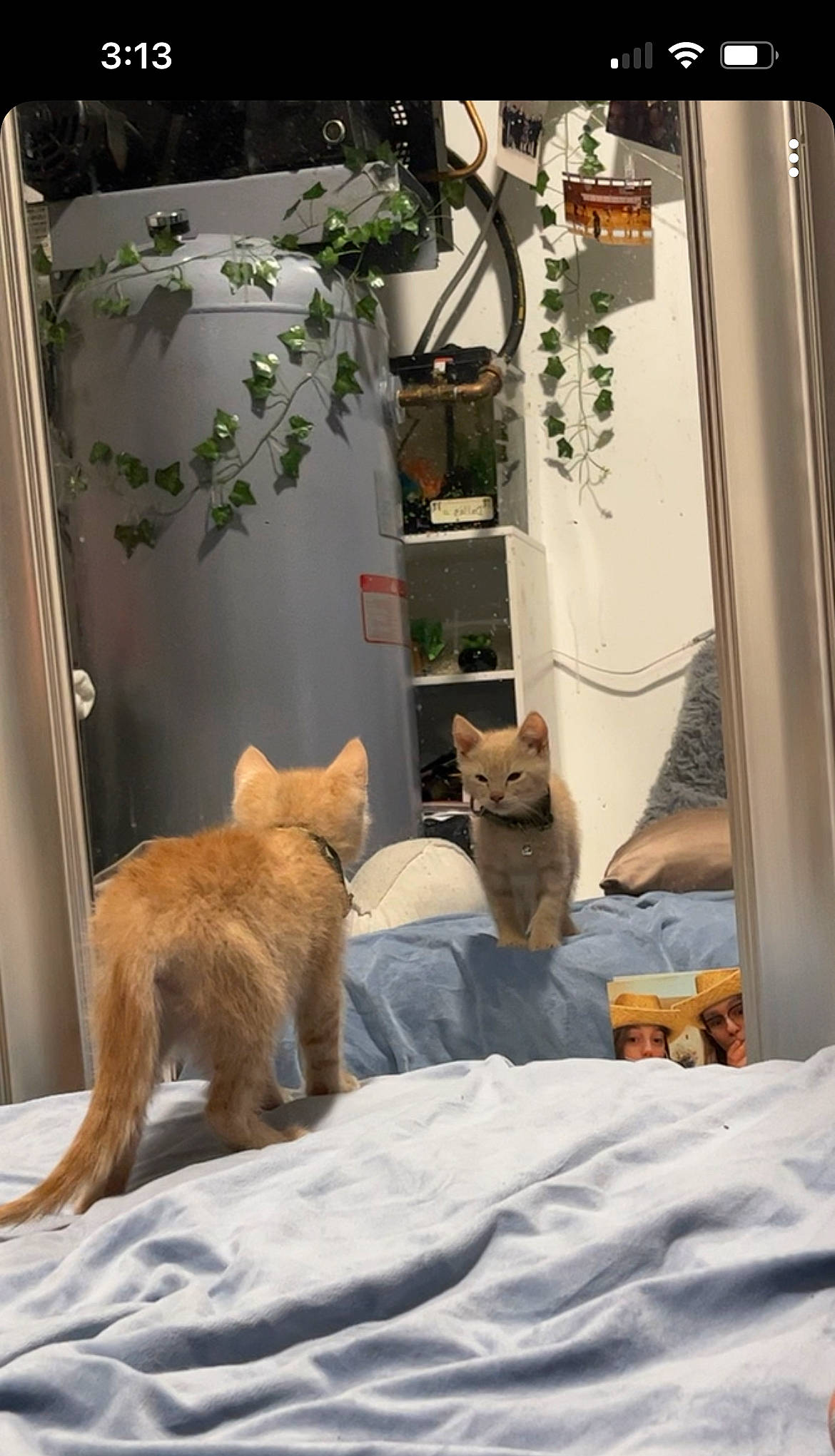 Frito is registered to the contest to win money with this photo: canidae, carnivore, cat, comfort, companion_dog, domestic_short_haired_cat, fawn, felidae, flowerpot, fur, linens, plant, room, small_to_medium_sized_cats, tail, terrestrial_animal, vertebrate, whiskers, winter, wood