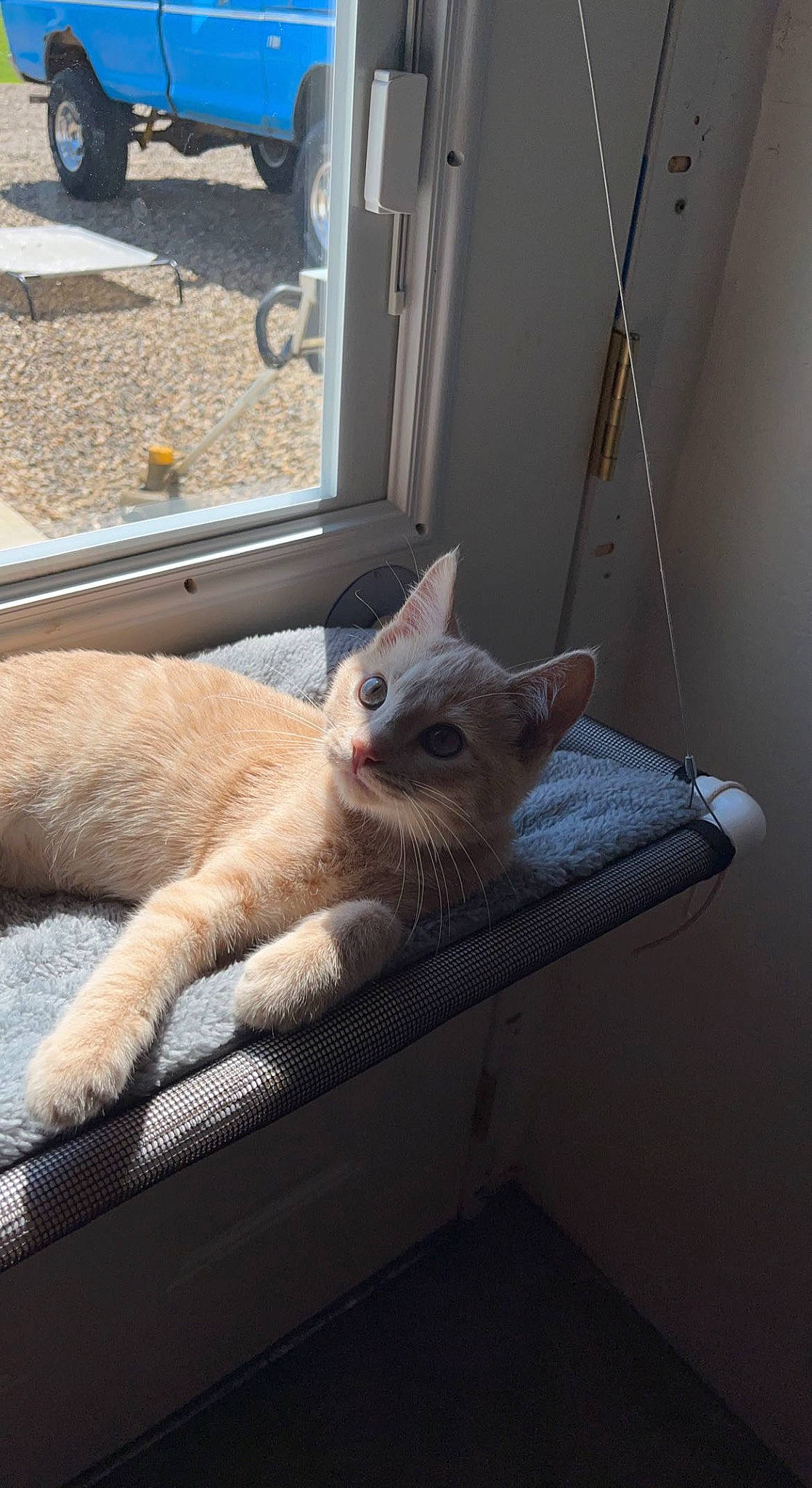 Frito is registered to the contest to win money with this photo: carnivore, cat, comfort, domestic_short_haired_cat, fawn, felidae, fur, human_leg, mammal, paw, road_surface, sitting, small_to_medium_sized_cats, snout, tail, tire, wheel, whiskers, window, wood