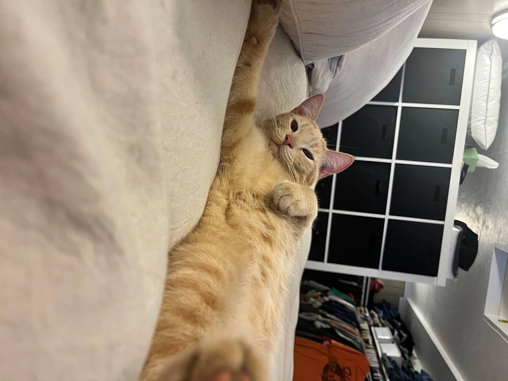 Frito is registered to the contest to win money with this photo: animal_shelter, cabinetry, cage, carnivore, cat, claw, comfort, domestic_short_haired_cat, felidae, flooring, fur, home_appliance, house, linens, paw, room, small_to_medium_sized_cats, tail, whiskers, wood