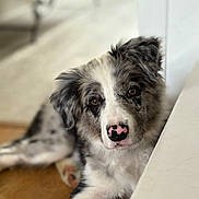 Aramis participe au concours pour gagner de l'argent avec cette photo : dog, puppy, border_collie, indoor, floor, cute, pet, laying_down, brown_eyes, fluffy, white_fur, black_fur, pink_nose, relaxed, animal, canine, portrait, looking_at_camera, domestic_animal, house
