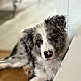 dog, puppy, border_collie, indoor, floor, cute, pet, laying_down, brown_eyes, fluffy, white_fur, black_fur, pink_nose, relaxed, animal, canine, portrait, looking_at_camera, domestic_animal, house