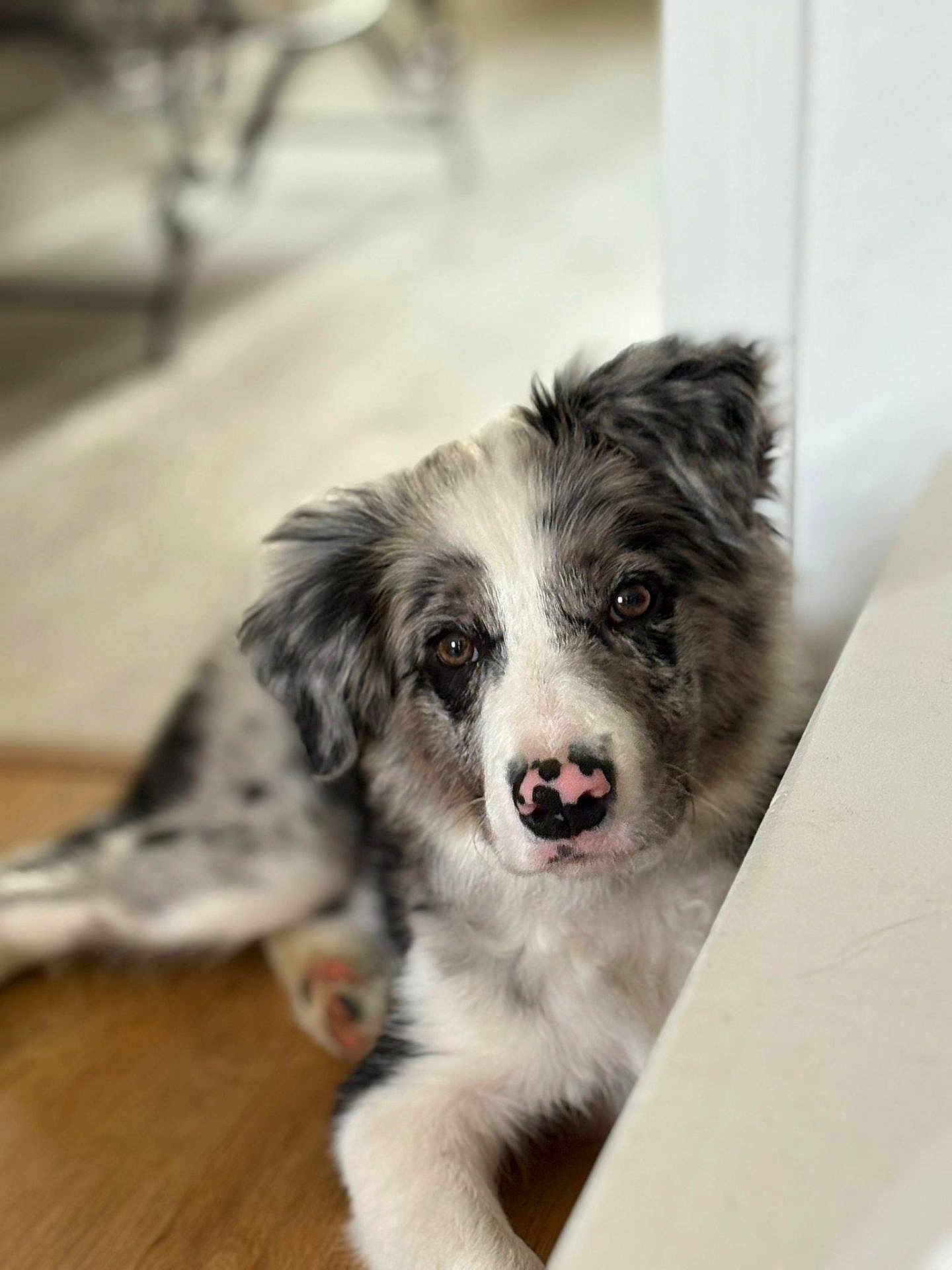 Aramis participe au concours pour gagner de l'argent avec cette photo : dog, puppy, border_collie, indoor, floor, cute, pet, laying_down, brown_eyes, fluffy, white_fur, black_fur, pink_nose, relaxed, animal, canine, portrait, looking_at_camera, domestic_animal, house