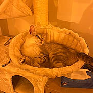 Chaussette a rejoint le concours — aidez-le/la à gagner de superbes lots ! cat, cats, sleeping, relaxed, pet, feline, animal, fur, striped_cat, orange_lighting, cat_tree, hammock, pet_bed, scratching_post, indoor, home, furniture, cozy, resting, portrait