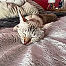 Chaussette participe au concours pour gagner de l'argent avec cette photo : cat, sleeping, pet, animal, feline, bed, blanket, bedroom, pillow, indoors, cozy, fluffy, fur, whiskers, ears, closed_eyes, relaxed, nap, home, lamp