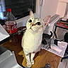 animal, appliances, cables, cat, coca_cola, cola_bottle, countertop, curious, cute, feline, indoors, kitchen, pet, portrait, sink, sitting, whiskers, white_cat, wide_eyes, wood_surface