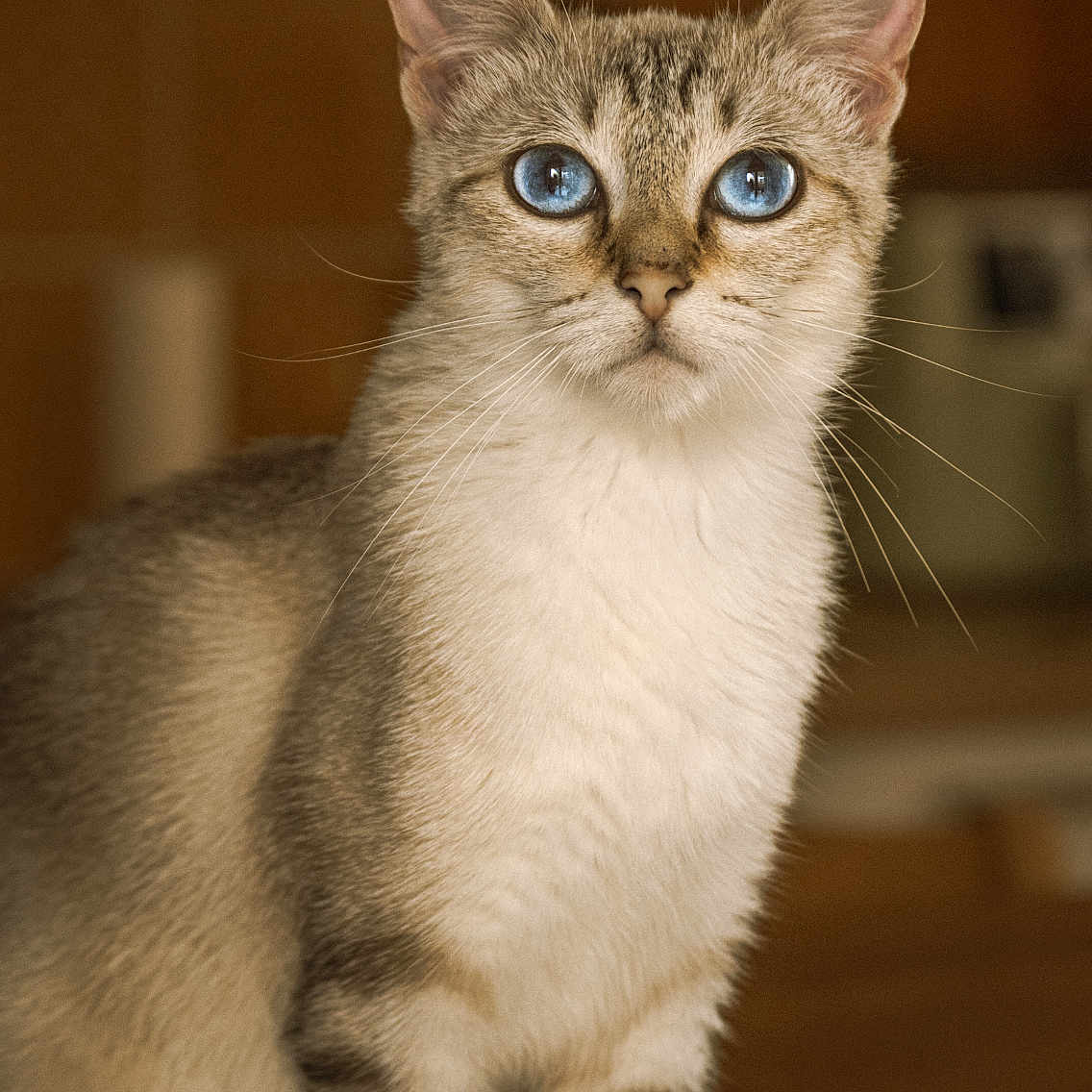 Chaussette joined the competition — help win amazing prizes! cat, kitten, blue_eyes, tabby, short_hair, sitting, portrait, pet, animal, whiskers, ears, paws, fur, indoors, warm_lighting, wooden_floor, blurred_background, focused, alert, signature