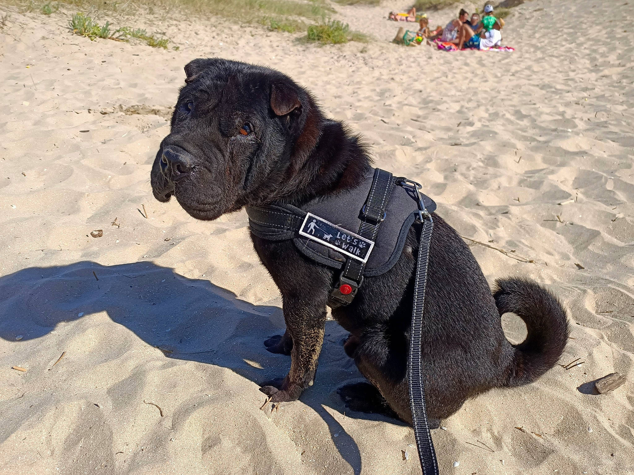 Omaley participe au concours pour gagner de l'argent avec cette photo : beach, canidae, carnivore, collar, companion_dog, dog, dog_breed, dog_collar, dog_supply, fashion_accessory, fawn, guard_dog, landscape, leash, pet_supply, sand, snout, sporting_group, terrestrial_animal, working_animal