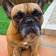 Rocky participe au concours pour gagner de l'argent avec cette photo : dog, french_bulldog, pet, close_up, portrait, ears, paws, nose, whiskers, brown_coat, black_mask, outdoor, wooden_fence, patio_tiles, grass, backyard, sitting, cute, stare, companion