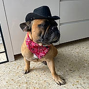 Boubou participe au concours pour gagner de l'argent avec cette photo : dog, french_bulldog, bandana, cowboy_hat, pet, indoor, tile_floor, cabinet, brown_fur, wrinkled_face, grumpy_expression, sitting, paw, portrait, accessory, costume, close_up, muzzle, floor_tiles, home_interior