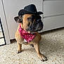 dog, french_bulldog, bandana, cowboy_hat, pet, indoor, tile_floor, cabinet, brown_fur, wrinkled_face, grumpy_expression, sitting, paw, portrait, accessory, costume, close_up, muzzle, floor_tiles, home_interior