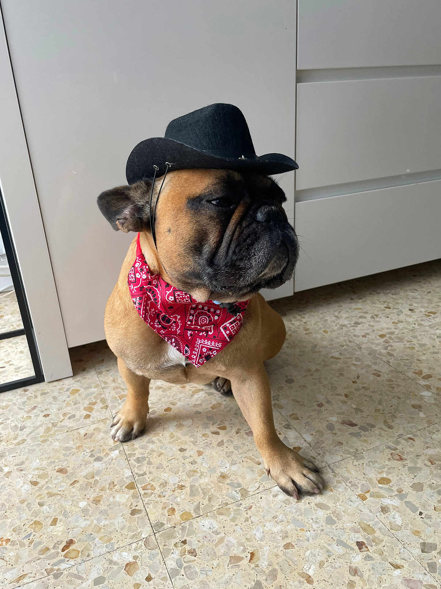 Boubou participe au concours pour gagner de l'argent avec cette photo : dog, french_bulldog, bandana, cowboy_hat, pet, indoor, tile_floor, cabinet, brown_fur, wrinkled_face, grumpy_expression, sitting, paw, portrait, accessory, costume, close_up, muzzle, floor_tiles, home_interior