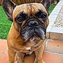 dog, french_bulldog, pet, close_up, portrait, ears, paws, nose, whiskers, brown_coat, black_mask, outdoor, wooden_fence, patio_tiles, grass, backyard, sitting, cute, stare, companion