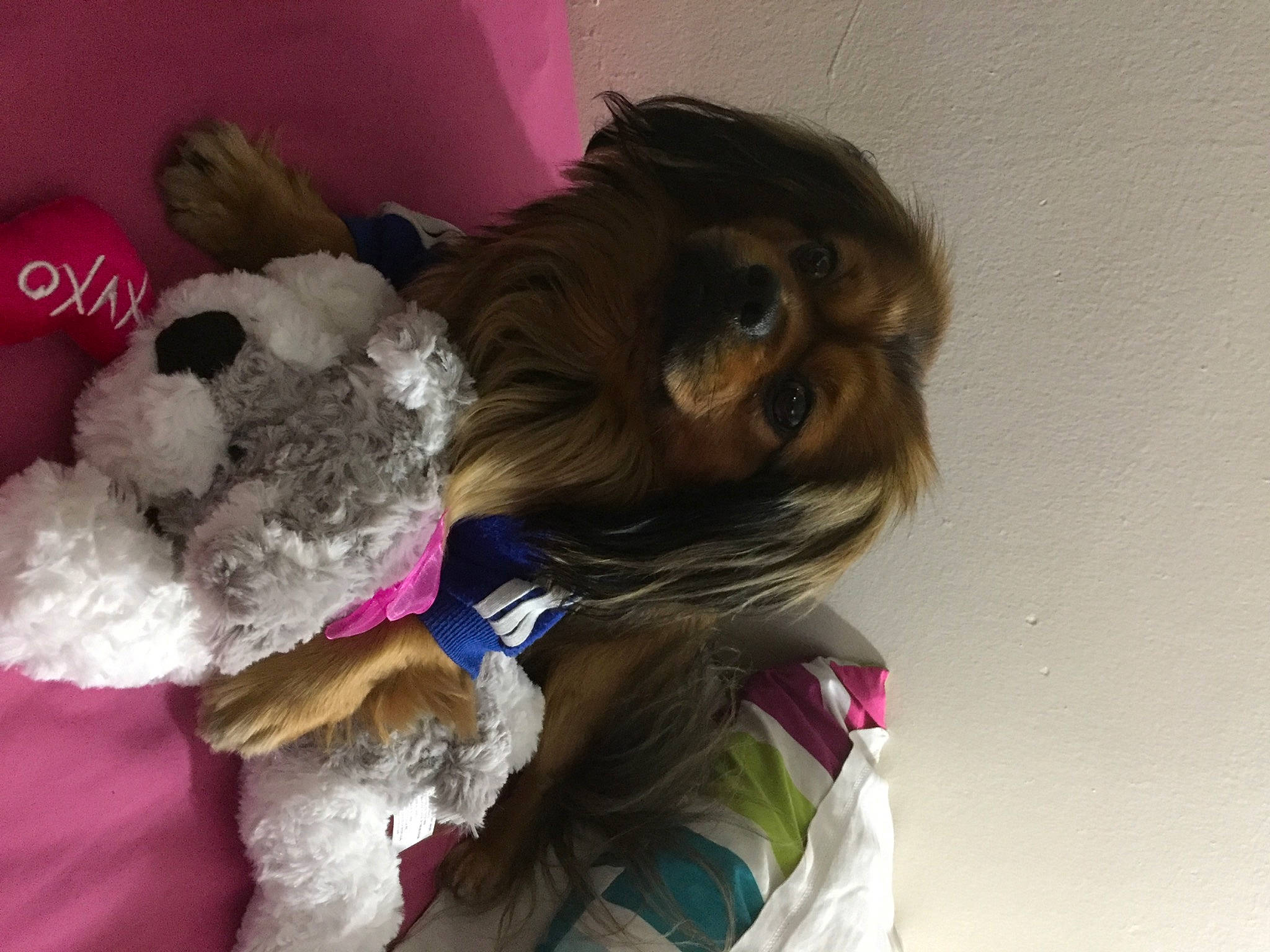 Tiburón joined the competition — help win amazing prizes! canidae, child, comfort, companion_dog, dog_breed, dog_clothes, doll, fawn, felidae, fur, magenta, nap, plush, room, sporting_group, stuffed_toy, teddy_bear, toy, toy_dog, wool
