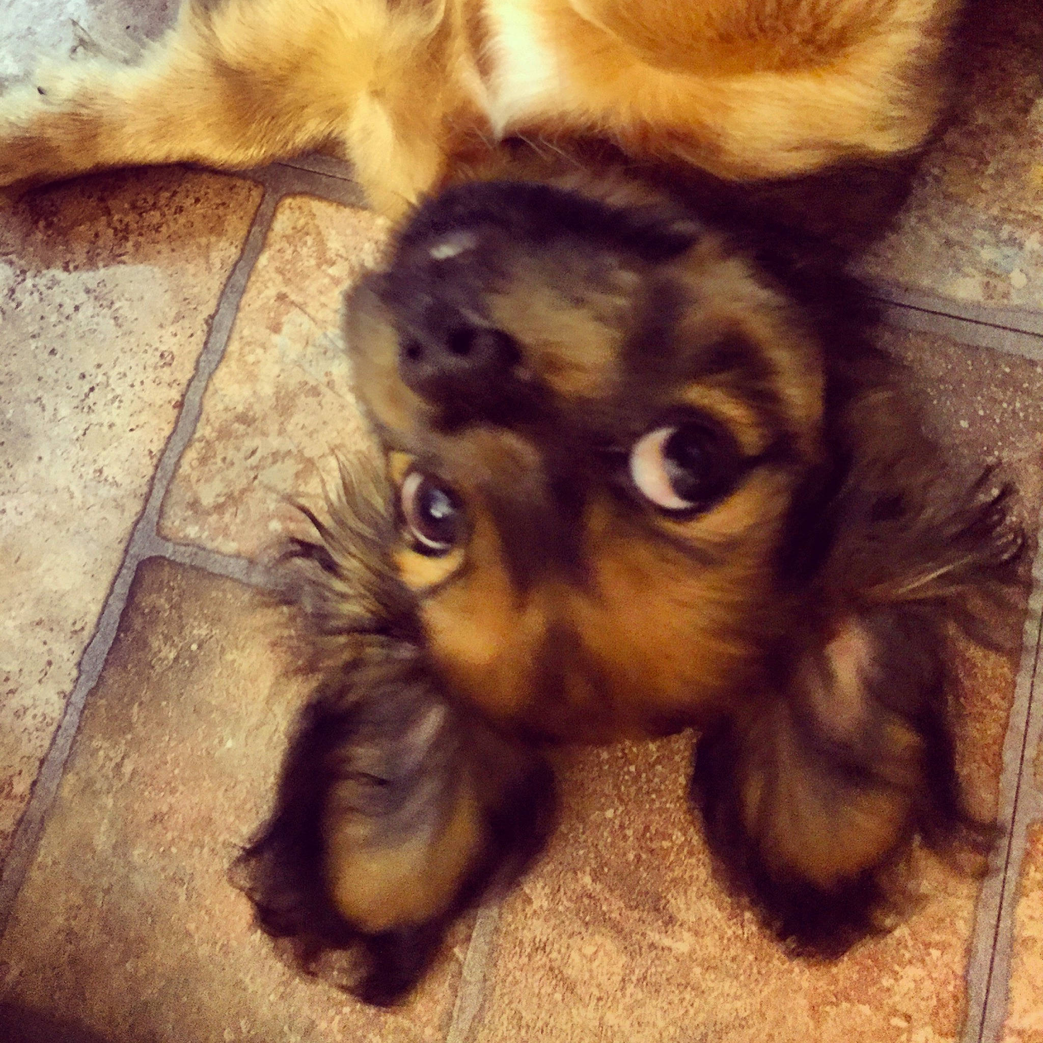 Tiburón is registered to the contest to win money with this photo: canidae, carnivore, companion_dog, dog, dog_breed, ear, fawn, flooring, fur, liver, metal, paw, snout, sporting_group, tail, terrestrial_animal, toy_dog, whiskers, wood, working_animal