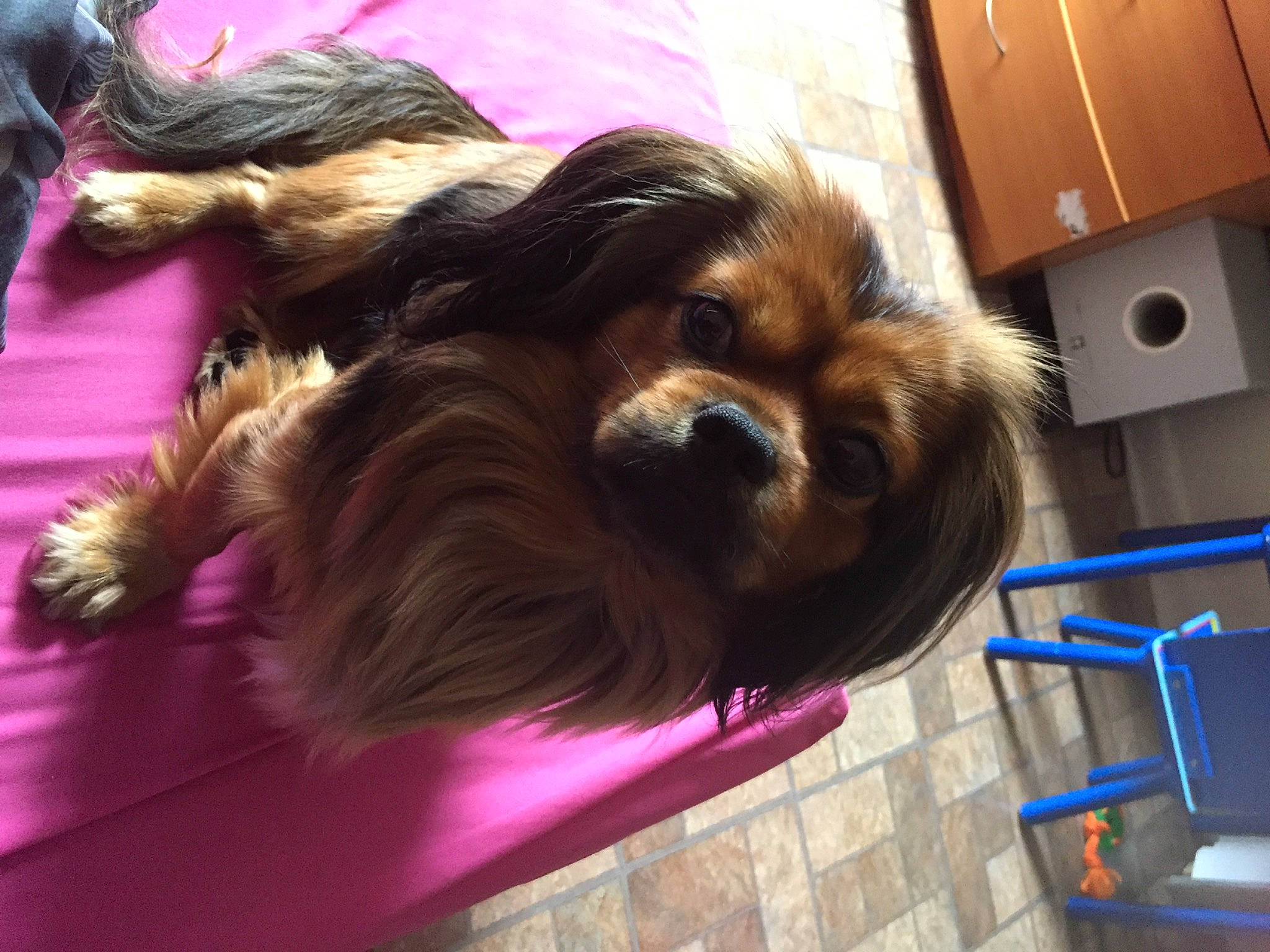 Tiburón joined the competition — help win amazing prizes! brown_hair, cabinetry, canidae, carnivore, companion_dog, dog, dog_breed, dog_supply, drawer, fashion_accessory, fawn, flooring, fur, liver, shipping_box, snout, sporting_group, toy_dog, wood, working_animal