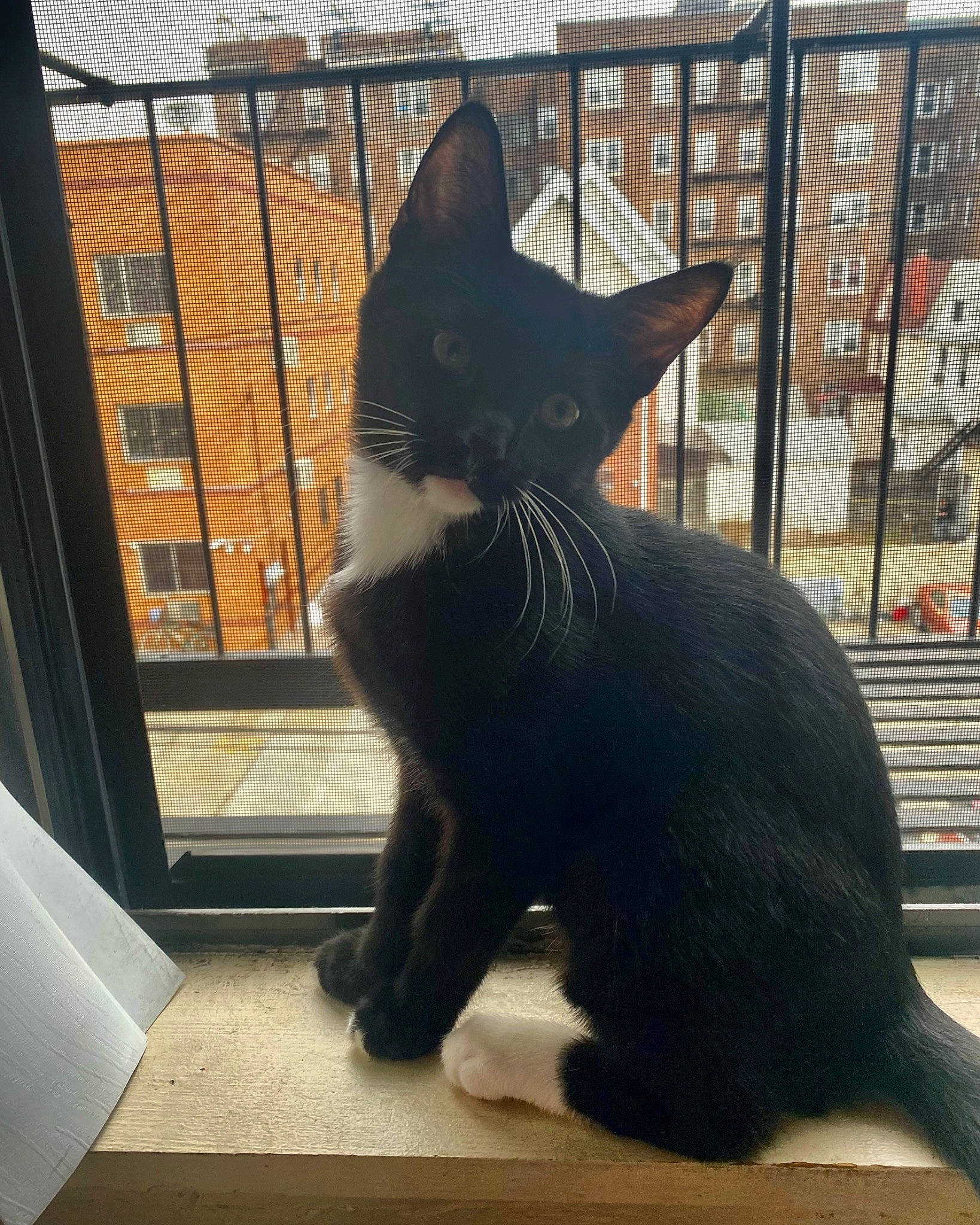 Dante joined the competition — help win amazing prizes! black_cat, bombay, carnivore, cat, domestic_short_haired_cat, eye, felidae, fur, head, human_body, mammal, metal, plant, small_to_medium_sized_cats, snout, tail, tints_and_shades, vertebrate, whiskers, window
