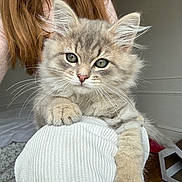 Willow a rejoint le concours — aidez-le/la à gagner de superbes lots ! kitten, cat, fluffy, gray, tabby, pet, animal, indoors, person, sweater, white, texture, bed, cozy, home, cardboard_house, cute, paw, curious, young