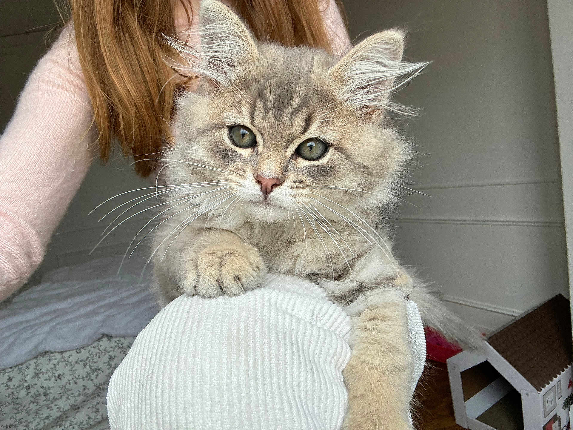 Willow a rejoint le concours — aidez-le/la à gagner de superbes lots ! kitten, cat, fluffy, gray, tabby, pet, animal, indoors, person, sweater, white, texture, bed, cozy, home, cardboard_house, cute, paw, curious, young