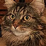 animal, brown, cat, close_up, curious, domestic_animal, ears, eyes, face, feline, fluffy, fur, indoor, looking, mammal, pet, portrait, soft_light, tabby, whiskers