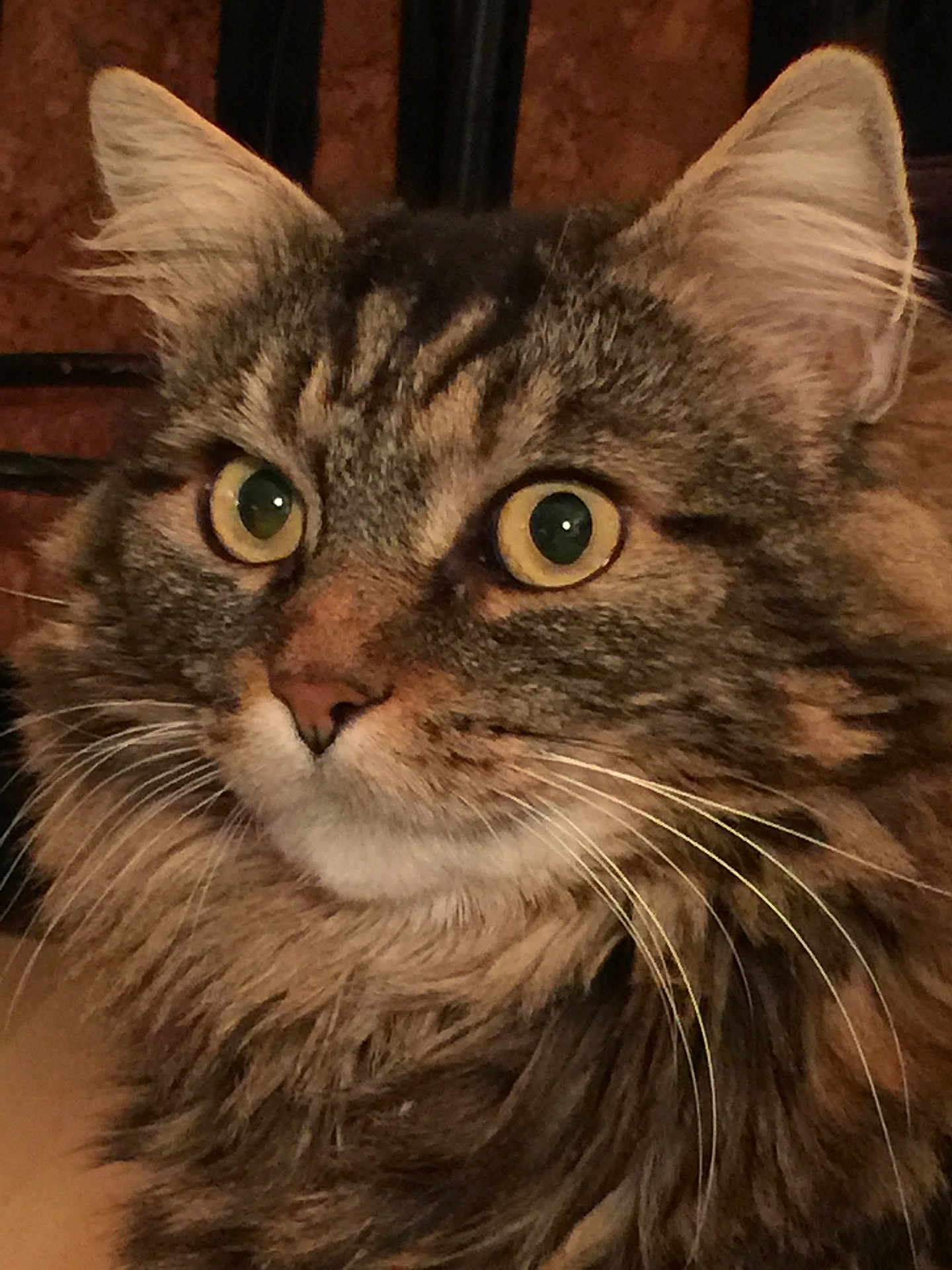 Mimi