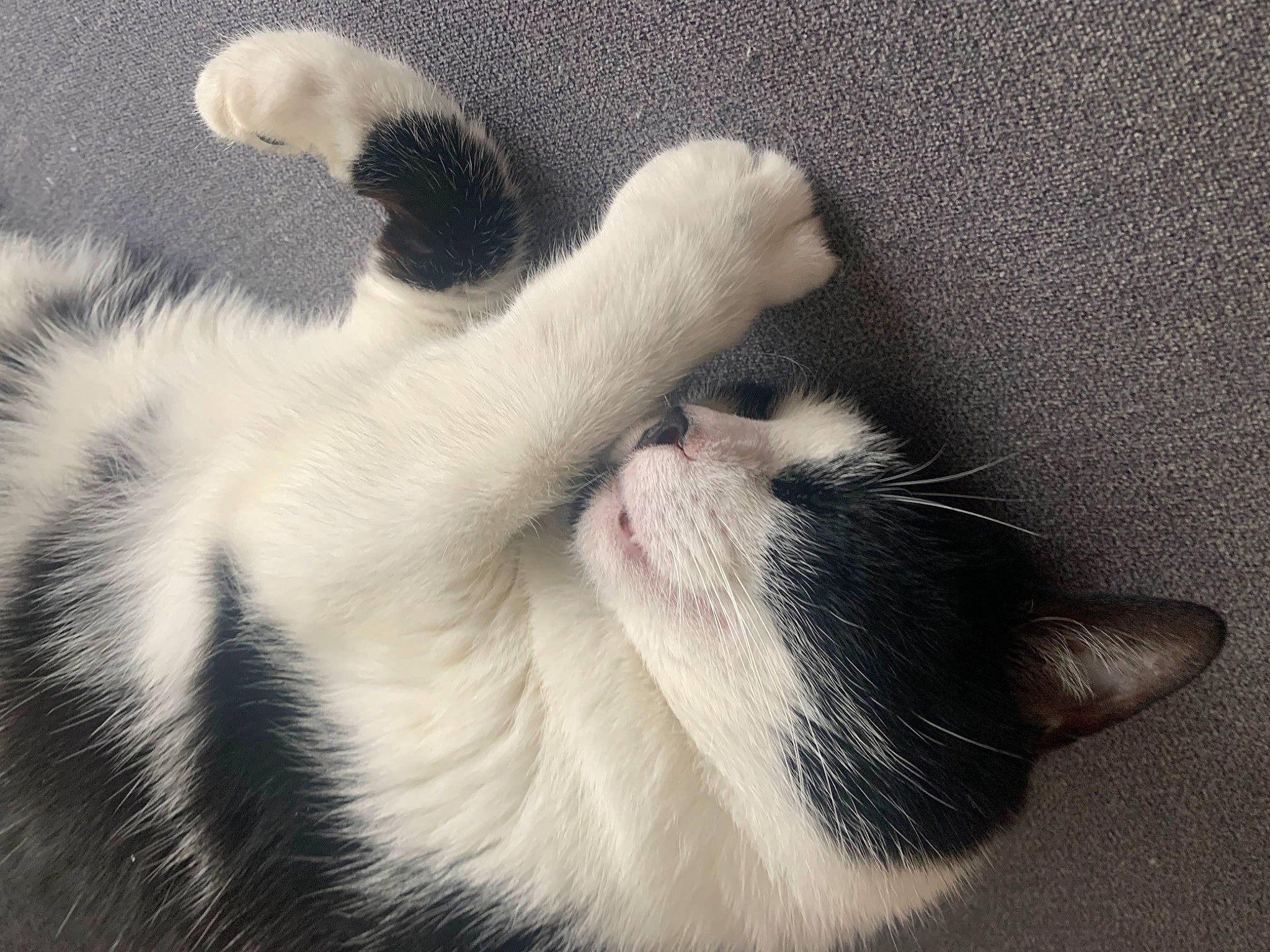 Cookie participe au concours pour gagner de l'argent avec cette photo : carnivore, cat, claw, comfort, domestic_short_haired_cat, eye, fang, felidae, foot, fur, grey, monochrome_photography, nap, paw, small_to_medium_sized_cats, snout, tail, whiskers, window, yawn