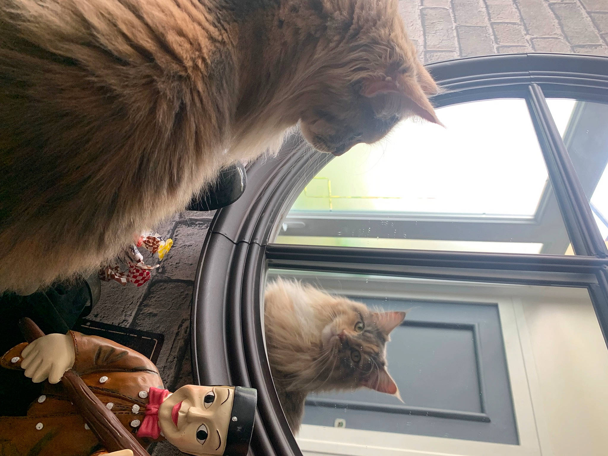 Tara a rejoint le concours — aidez-le/la à gagner de superbes lots ! automotive_window_part, canidae, carnivore, cat, comfort, companion_dog, fawn, felidae, fur, glass, photograph, small_to_medium_sized_cats, snapshot, snout, sporting_group, tail, whiskers, window, windshield, wood