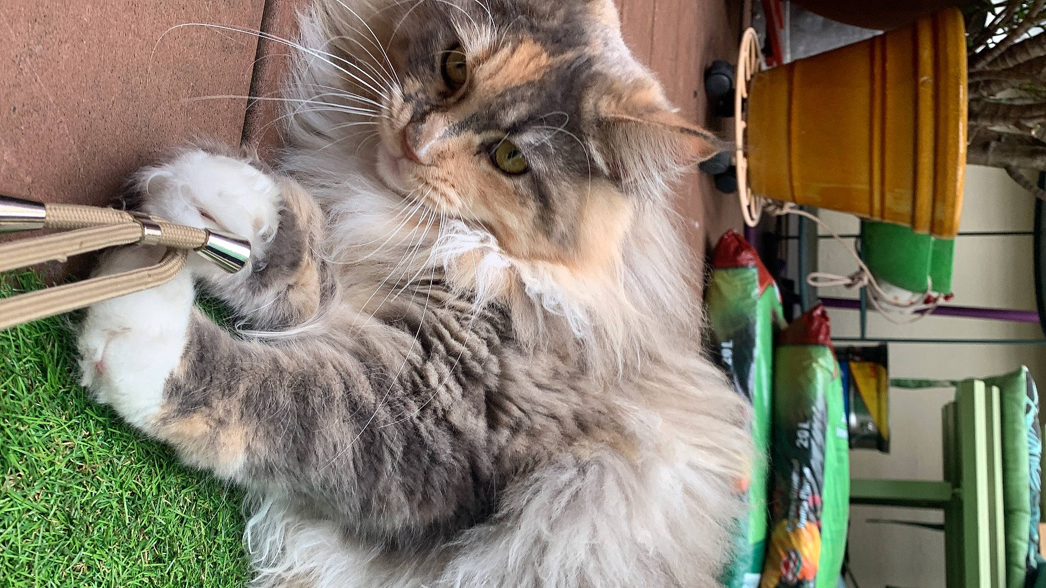 Tara a rejoint le concours — aidez-le/la à gagner de superbes lots ! carnivore, cat, claw, domestic_short_haired_cat, event, felidae, fur, maine_coon, paw, siberian, small_to_medium_sized_cats, tail, terrestrial_animal, whiskers