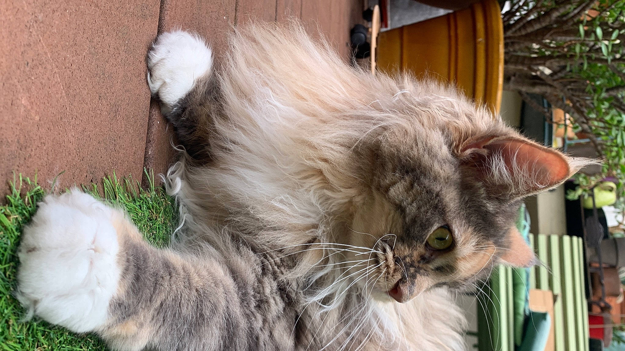 Tara participe au concours pour gagner de l'argent avec cette photo : british_longhair, carnivore, cat, claw, domestic_short_haired_cat, fawn, felidae, fur, grass, maine_coon, paw, plant, small_to_medium_sized_cats, snout, tail, terrestrial_animal, whiskers, window, wood