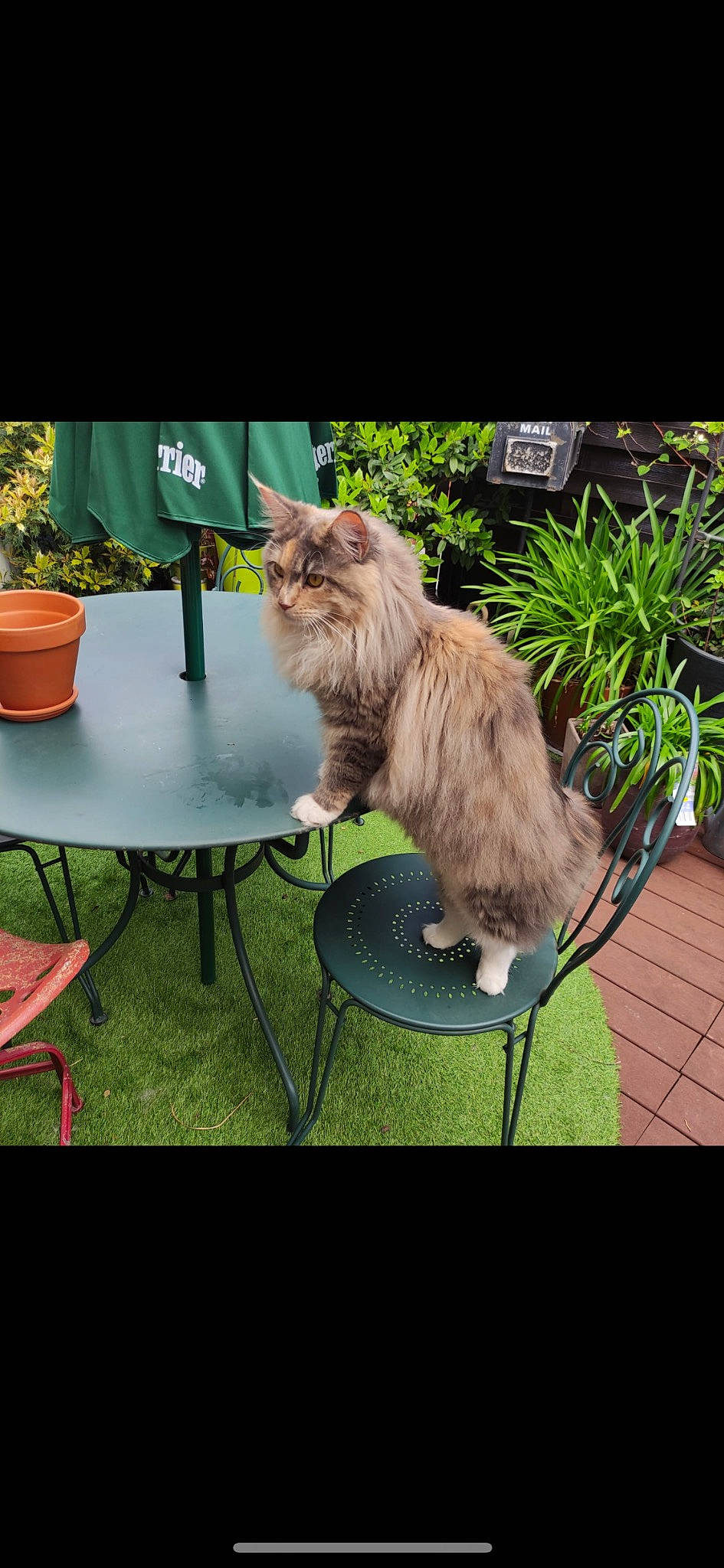 Tara a rejoint le concours — aidez-le/la à gagner de superbes lots ! carnivore, cat, chair, companion_dog, event, fawn, felidae, flowerpot, fur, grass, houseplant, leisure, outdoor_furniture, outdoor_table, plant, sitting, small_to_medium_sized_cats, table, tail, whiskers