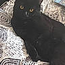 Ace joined the competition — help win amazing prizes! cat, black_cat, pet, animal, feline, yellow_eyes, bed, blanket, pattern, indoor, resting, cute, fur, whiskers, relaxed, cozy, domestic_animal, looking, lying_down, soft