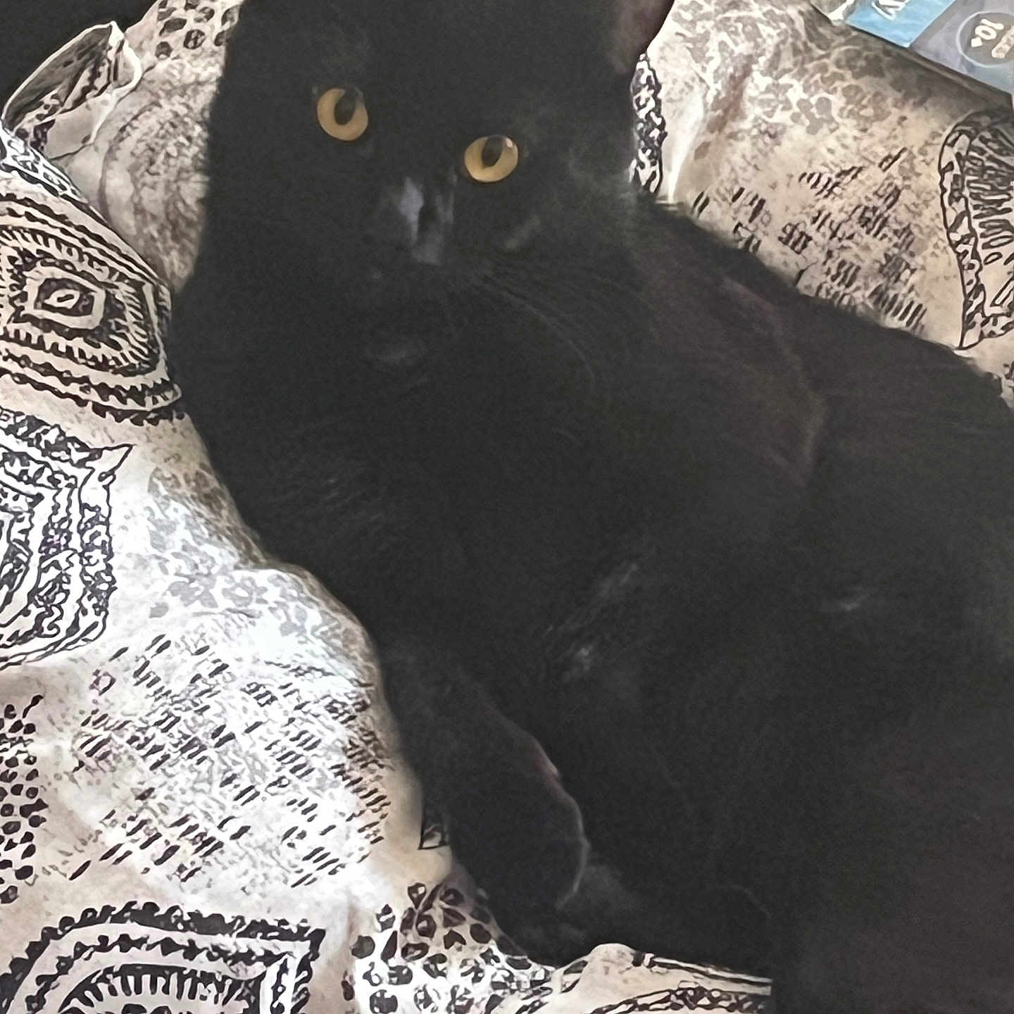 Ace joined the competition — help win amazing prizes! cat, black_cat, pet, animal, feline, yellow_eyes, bed, blanket, pattern, indoor, resting, cute, fur, whiskers, relaxed, cozy, domestic_animal, looking, lying_down, soft