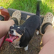 Toto Jane is registered to the contest to win money with this photo: animal, black_dog, crocs, cute, daylight, dirt, dog, footwear, grass, happy, leaves, legs, looking_up, outdoor, person, pet, shadow, small_dog, socks, tongue_out