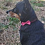 Toto Jane joined the competition — help win amazing prizes! animal, black_coat, calm, canine, collar, daylight, dog, ears_up, fur, grass, nature, outdoor, pet, pink_bow, quiet, side_view, sitting, small_dog, tan_markings, yard