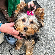 Vanille a rejoint le concours — aidez-le/la à gagner de superbes lots ! dog, puppy, yorkshire_terrier, bow, pet, leash, person, hand, denim_jacket, green_dress, footwear, pavement, outdoor, cute, animal, small_dog, fur, portrait, pet_accessory, human