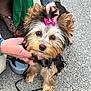 dog, puppy, yorkshire_terrier, bow, pet, leash, person, hand, denim_jacket, green_dress, footwear, pavement, outdoor, cute, animal, small_dog, fur, portrait, pet_accessory, human