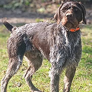 Urio a rejoint le concours — aidez-le/la à gagner de superbes lots ! dog, animal, pet, outdoor, grass, collar, brown_fur, standing, alert, nature, canine, fur_texture, daylight, background_blur, muzzle, ears, tail, four_legs, domestic_animal, watchful
