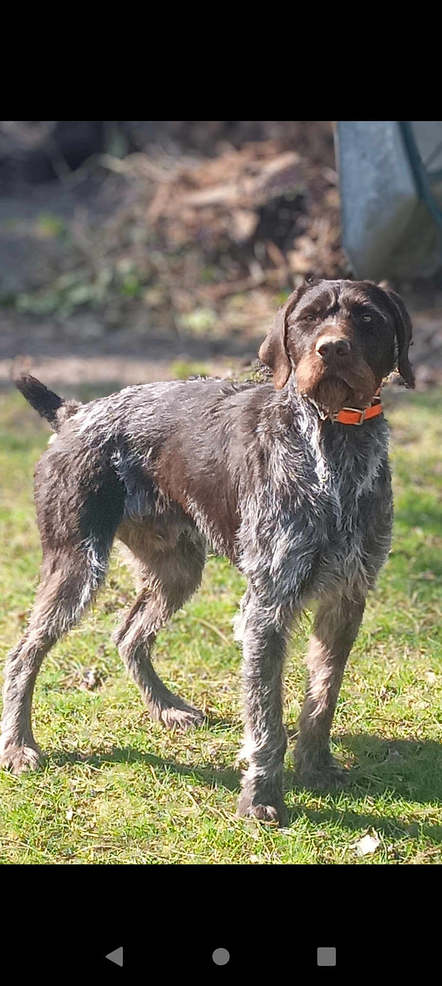 Urio a rejoint le concours — aidez-le/la à gagner de superbes lots ! dog, animal, pet, outdoor, grass, collar, brown_fur, standing, alert, nature, canine, fur_texture, daylight, background_blur, muzzle, ears, tail, four_legs, domestic_animal, watchful