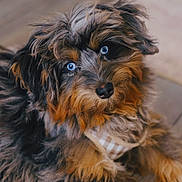 Reese is registered to the contest to win money with this photo: dog, puppy, blue_eyes, fluffy, fur, pet, animal, cute, indoor, portrait, brown_fur, black_fur, gray_fur, curious, close_up, young_dog, adorable, canine, leash, checkered_harness