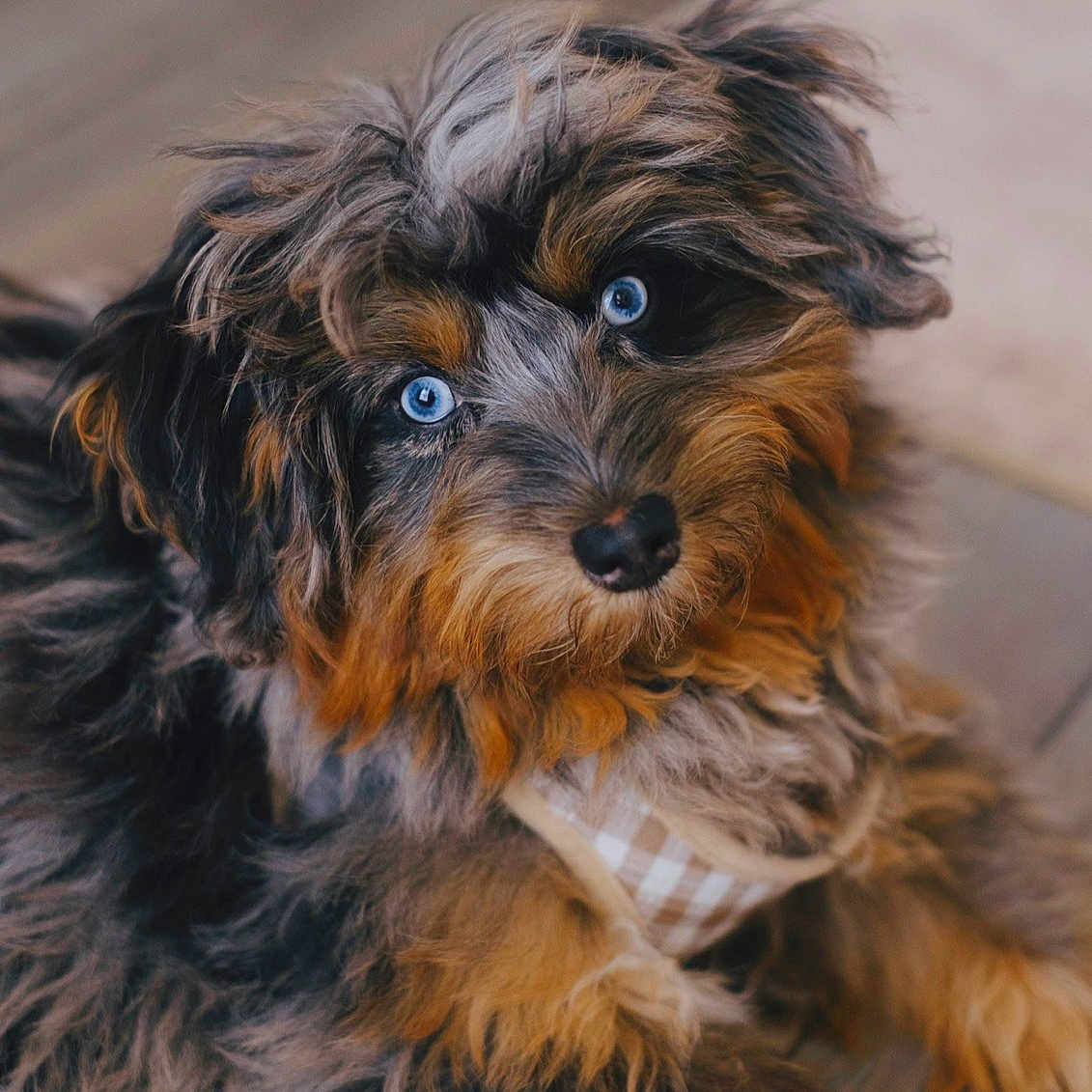 Reese is registered to the contest to win money with this photo: dog, puppy, blue_eyes, fluffy, fur, pet, animal, cute, indoor, portrait, brown_fur, black_fur, gray_fur, curious, close_up, young_dog, adorable, canine, leash, checkered_harness
