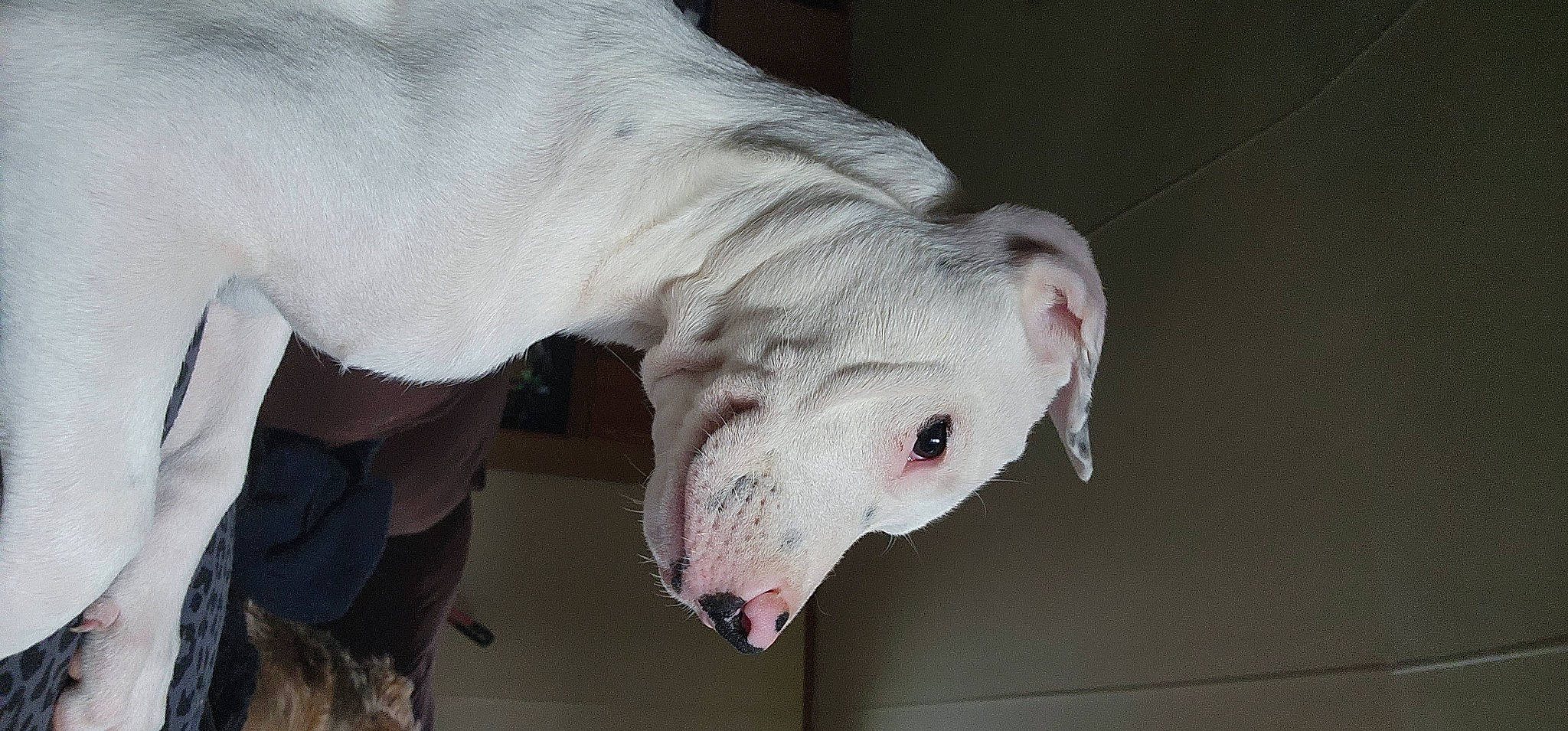 Mischief is registered to the contest to win money with this photo: bull_terrier, canidae, carnivore, collar, companion_dog, dog, dog_breed, english_white_terrier, eye, fang, fawn, guard_dog, jaw, non_sporting_group, snout, sporting_group, terrestrial_animal, whiskers, working_animal