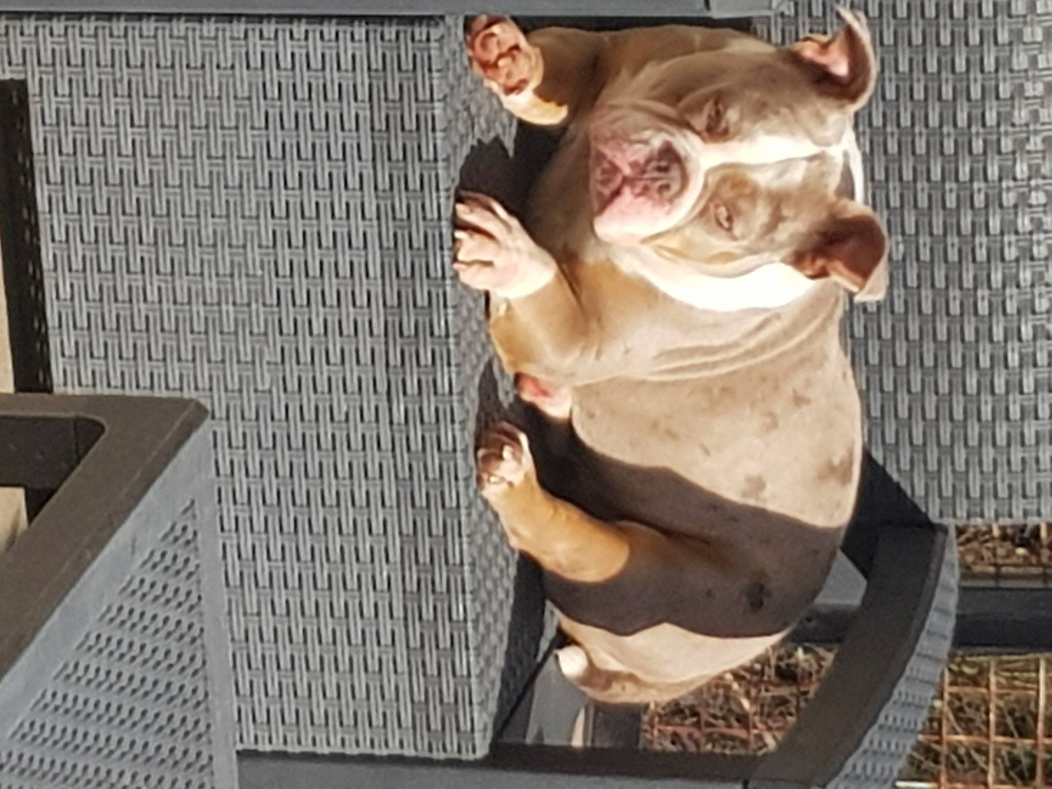 Sally a rejoint le concours — aidez-le/la à gagner de superbes lots ! art, canidae, dog_breed, fawn, flesh, fur, livestock, non_sporting_group, snout, tail, terrestrial_animal, wood, working_animal, wrinkle