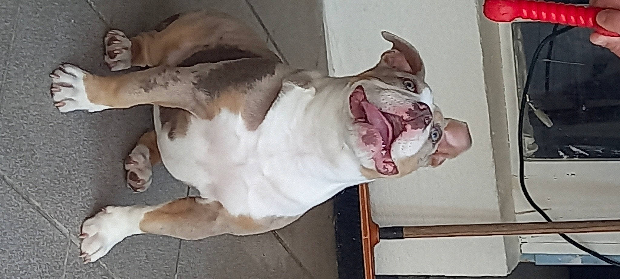 Sally participe au concours pour gagner de l'argent avec cette photo : art, canidae, carnivore, companion_dog, dog, dog_breed, fang, fawn, felidae, fictional_character, fur, jaw, painting, shout, snout, sporting_group, tail, whiskers, working_animal, yawn