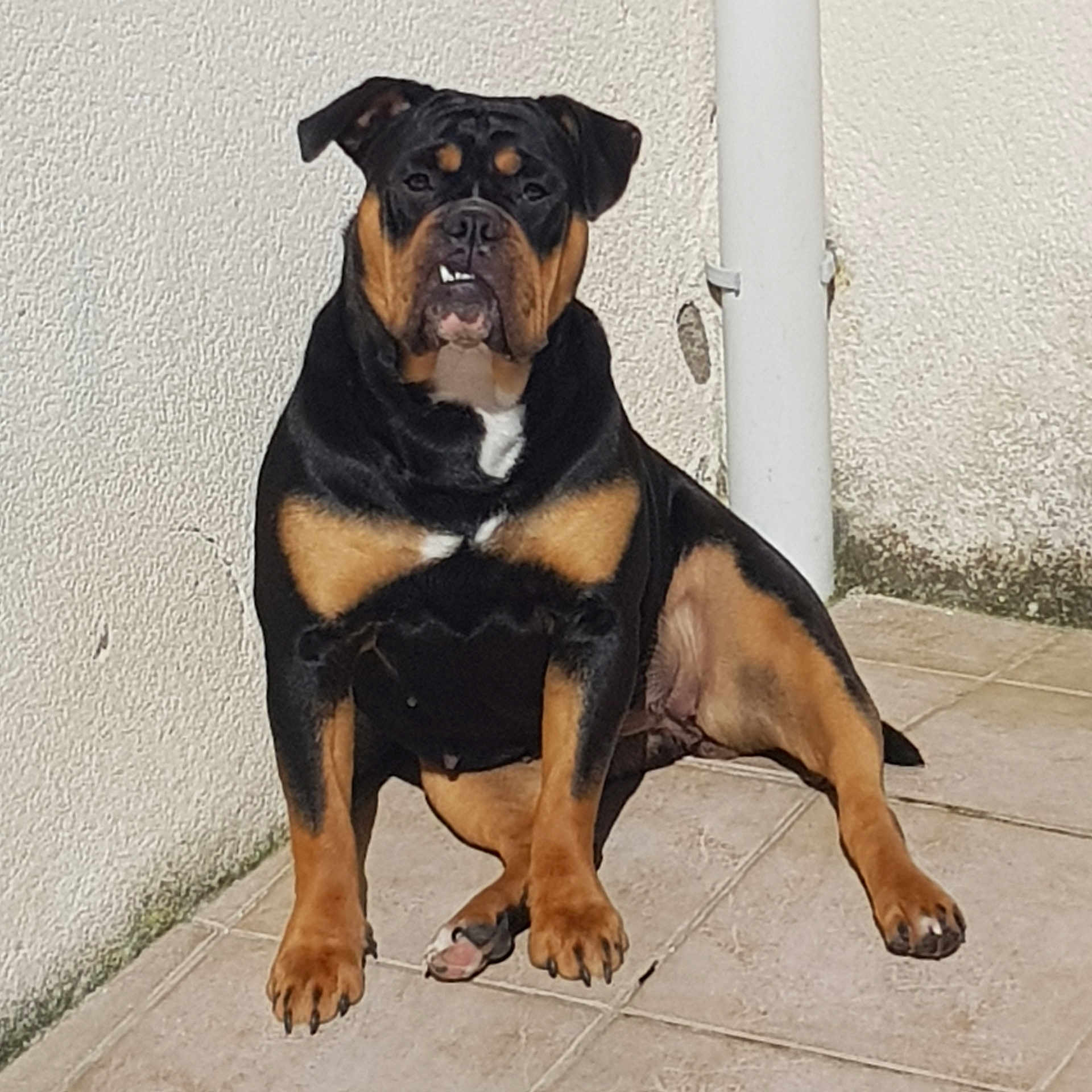 Athena