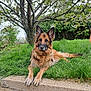 Mila a rejoint le concours — aidez-le/la à gagner de superbes lots ! animal, canine, daytime, dog, ears, flowering_tree, fur, garden, german_shepherd, grass, greenery, lying_down, nature, outdoor, paw, pet, relaxed, snout, spring, tree