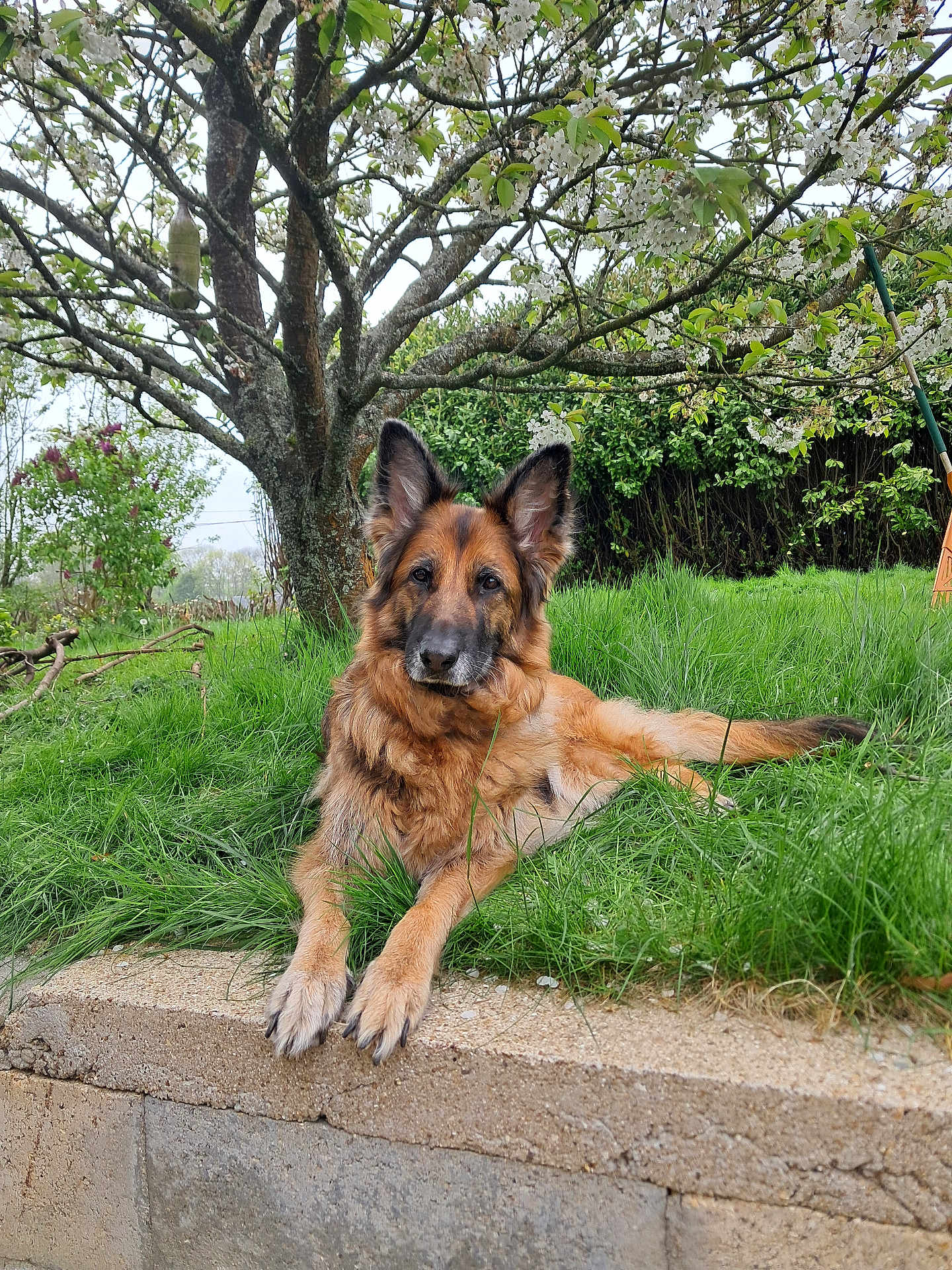 Mila